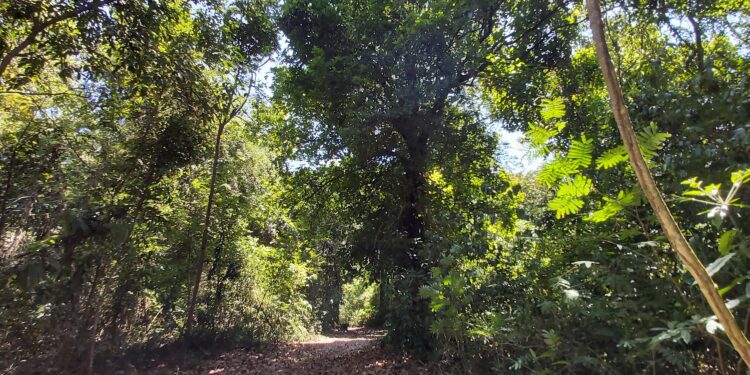 Plataforma do Estado simula valor dos repasses de ICMS Ecológico aos municípios