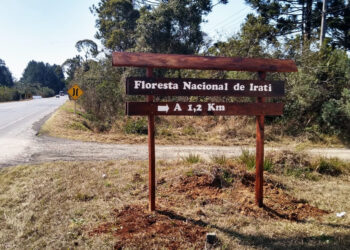 Governo inicia consulta pública sobre concessões de florestas na Região Sul