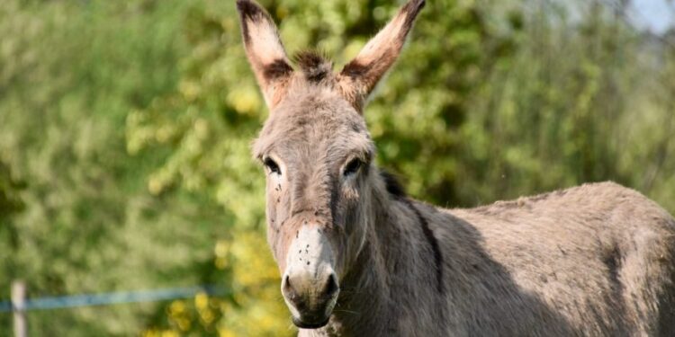 É proibido abater jumentos brasileiros e vender para a China, decide Justiça