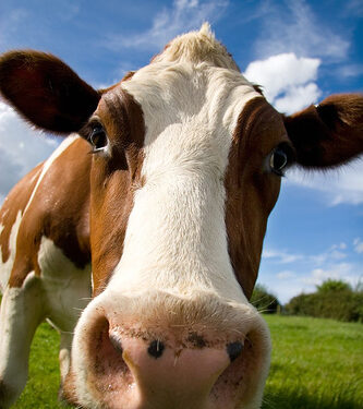 ‘Quase que a vaca vai para o brejo’ em Laranjeiras do Sul