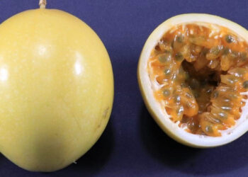 IDR-Paraná lança nova cultivar de maracujá no Show Rural