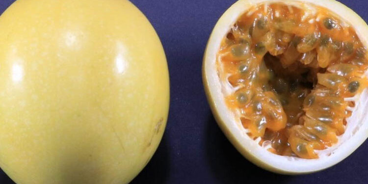 IDR-Paraná lança nova cultivar de maracujá no Show Rural