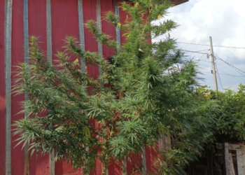 Maconha nasce ‘sozinha’ em Pitanga