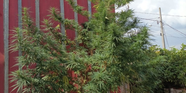 Maconha nasce ‘sozinha’ em Pitanga
