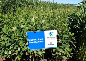 IDR-Paraná apresenta boas práticas de manejo do solo no Show Rural