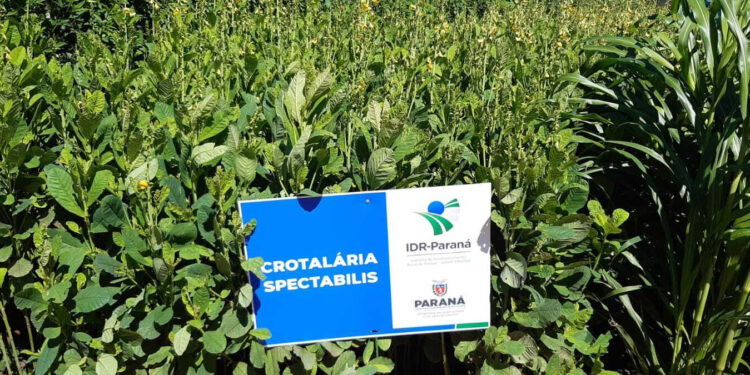 IDR-Paraná apresenta boas práticas de manejo do solo no Show Rural