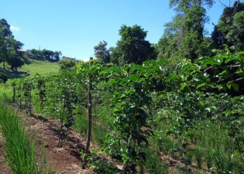 Conheça o Programa de Produção de Maracujá-Azedo