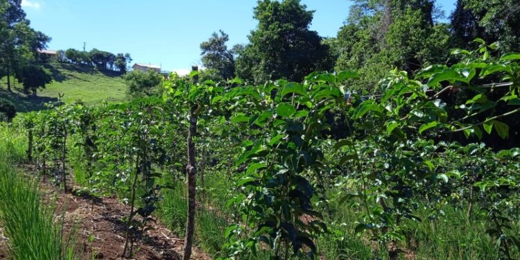 Conheça o Programa de Produção de Maracujá-Azedo