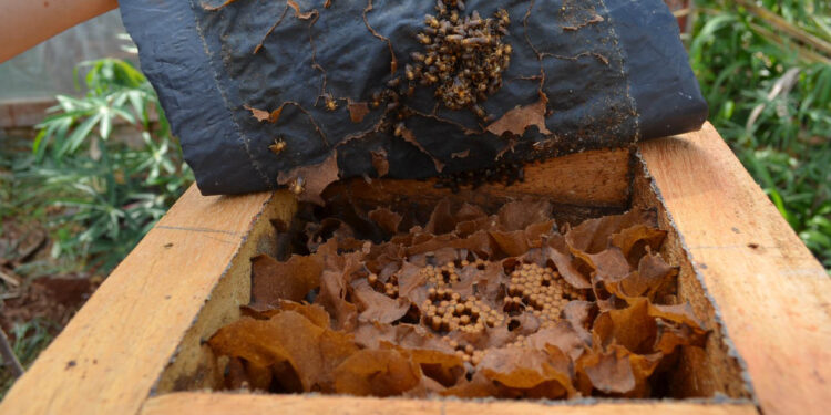 Inscrições em concurso de méis de abelhas sem ferrão terminam na próxima segunda-feira