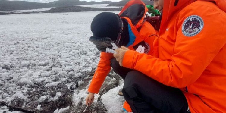 Micróbios da Antártida que comem combustível podem ajudar na limpeza de plástico