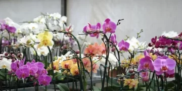 Ministério da Agricultura impede importação de orquídeas com praga