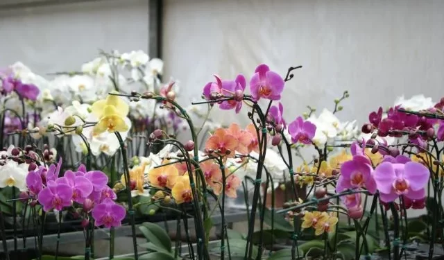 Ministério da Agricultura impede importação de orquídeas com praga