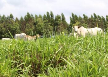 Janela para o plantio de pastagem se fecha em fevereiro