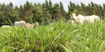 Janela para o plantio de pastagem se fecha em fevereiro