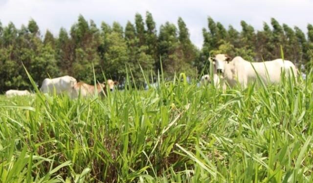 Janela para o plantio de pastagem se fecha em fevereiro