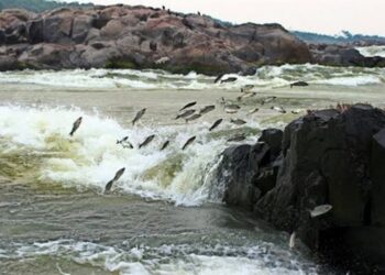 Piracema termina nesta segunda, 28, e pesca está liberada a partir de terça, 1º de março
