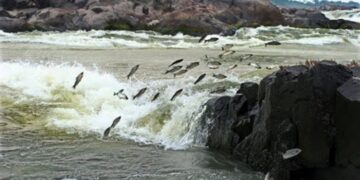 Piracema termina nesta segunda, 28, e pesca está liberada a partir de terça, 1º de março