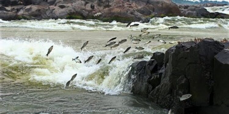 Piracema termina nesta segunda, 28, e pesca está liberada a partir de terça, 1º de março