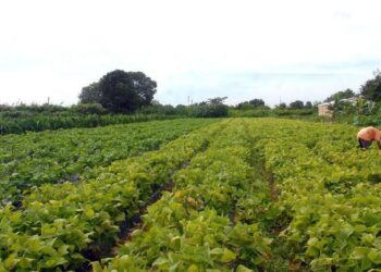 Governo Federal reabre operações de custeio do Pronaf