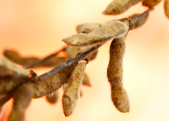 Pesquisa mapeia produtividade da soja no Paraná e outros três estados