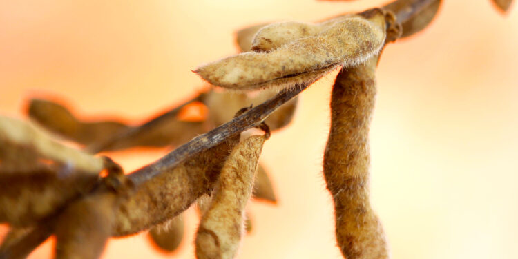 Pesquisa mapeia produtividade da soja no Paraná e outros três estados