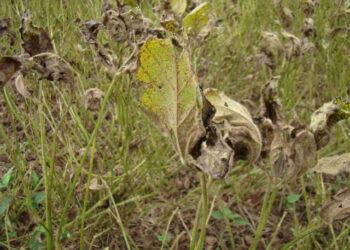 Mapa registra fungicida inédito para controle da ferrugem asiática da soja