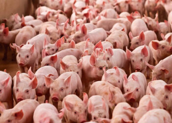 Suinocultura cresce no Paraná após estado ser reconhecido como área livre da febre aftosa sem vacinação, diz Ipardes