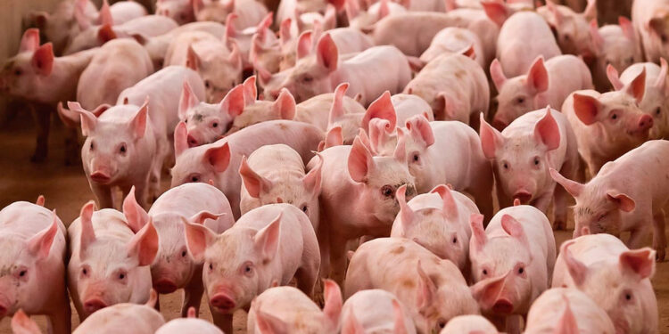 Suinocultura cresce no Paraná após estado ser reconhecido como área livre da febre aftosa sem vacinação, diz Ipardes
