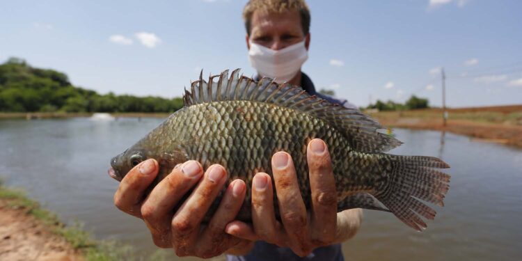 Líder nacional, Paraná produziu 188 mil toneladas de peixes em 2021