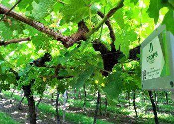 Sistema digital da Embrapa auxilia produtores de uva