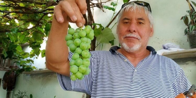 Parreira na garagem faz aposentado viver tarde inusitada em Curitiba