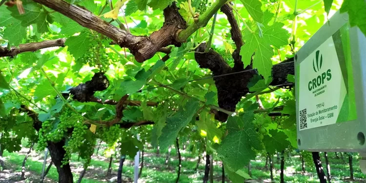 Sistema digital da Embrapa auxilia produtores de uva