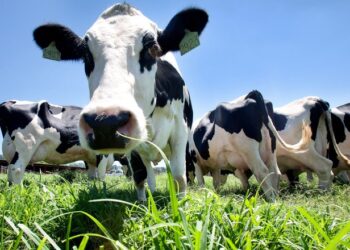 Status sanitário do Paraná incentiva cadeia produtiva do leite a disputar mercado internacional