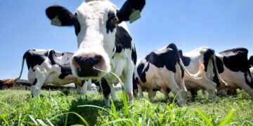 Status sanitário do Paraná incentiva cadeia produtiva do leite a disputar mercado internacional