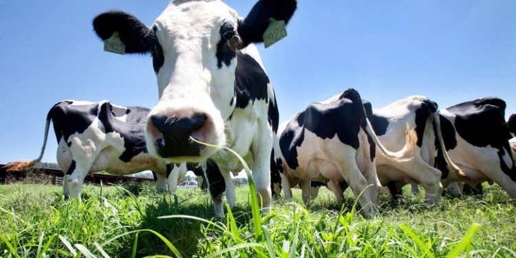 Status sanitário do Paraná incentiva cadeia produtiva do leite a disputar mercado internacional