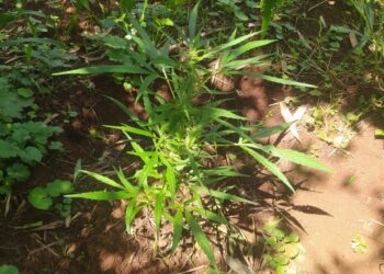 Plantação de maconha entre Virmond e Cantagalo