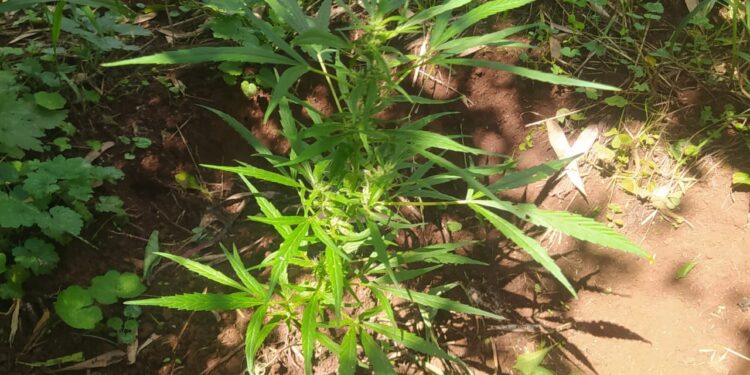 Plantação de maconha entre Virmond e Cantagalo