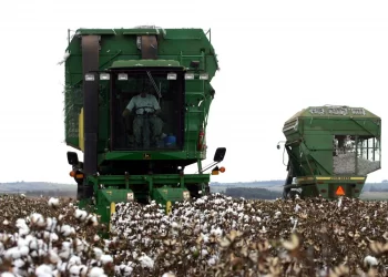 Semeadura do algodão brasileiro para safra atual já está quase completa