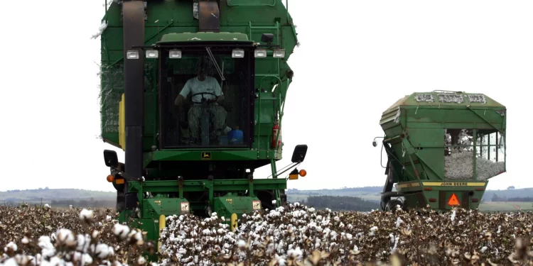 Semeadura do algodão brasileiro para safra atual já está quase completa