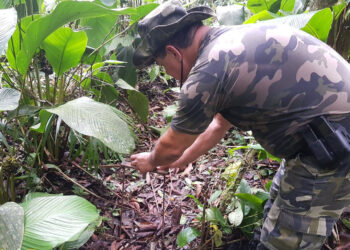 Batalhão de Polícia Ambiental aumenta parcerias e multas crescem R$ 19 milhões em 2 anos