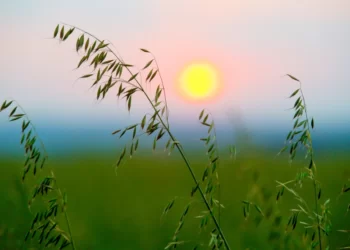 Reunião da Comissão Brasileira de Pesquisa de Aveia começa nesta terça, em Londrina