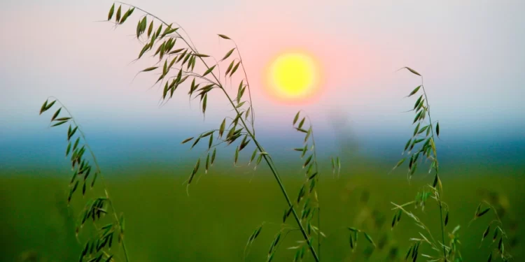 Reunião da Comissão Brasileira de Pesquisa de Aveia começa nesta terça, em Londrina