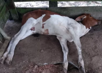 Foco de raiva é confirmado em bovino, no Rio dos Patos, em Prudentópolis