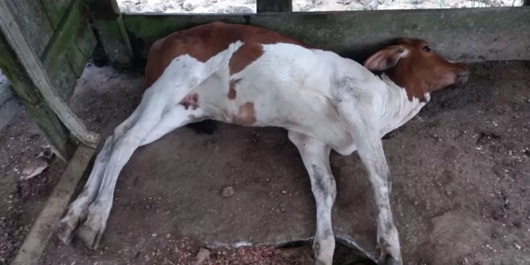 Foco de raiva é confirmado em bovino, no Rio dos Patos, em Prudentópolis