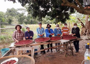 Mulheres se destacam com produção de café especial no Paraná