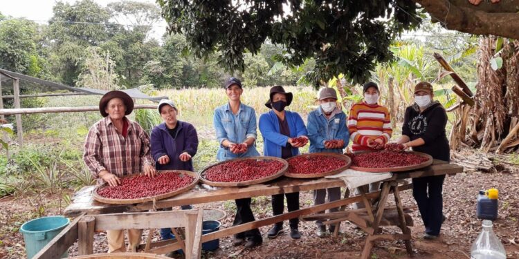 Mulheres se destacam com produção de café especial no Paraná