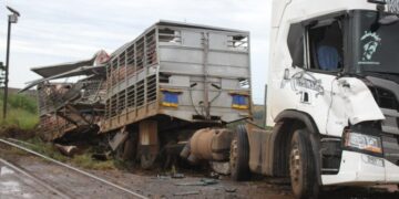 Carreta carregada com porcos é atingida por trem em Cambira