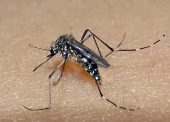 Sesa confirma novo óbito por dengue e alerta para aumento de casos confirmados no Paraná