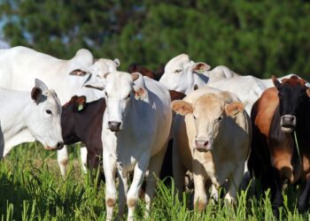 Brasil comemora a abertura do mercado canadense para carne brasileira