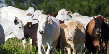 Brasil comemora a abertura do mercado canadense para carne brasileira